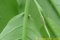 Terminalia paniculata